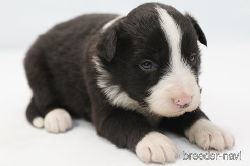 成約済の神奈川県のボーダーコリー-364973の6枚目